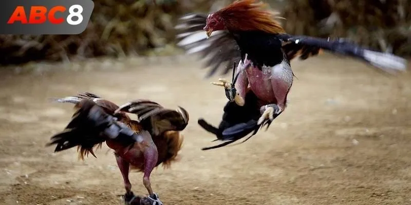 Những điều cực thú vị về trò chơi đá gà ABC8